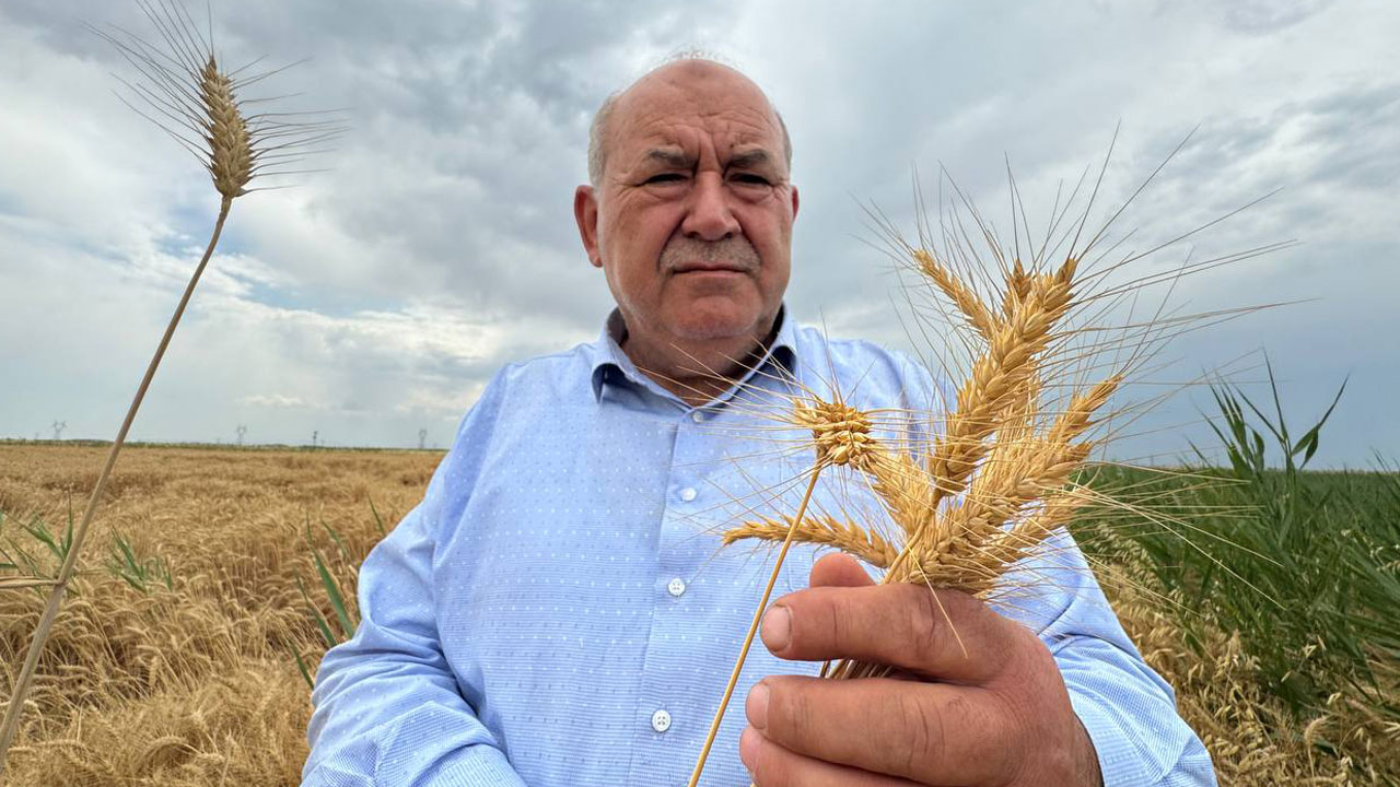 Foto - Konya Ovası’nda alarm veren hasat! Buğday rekoltesi 1 milyon ton düşebilir