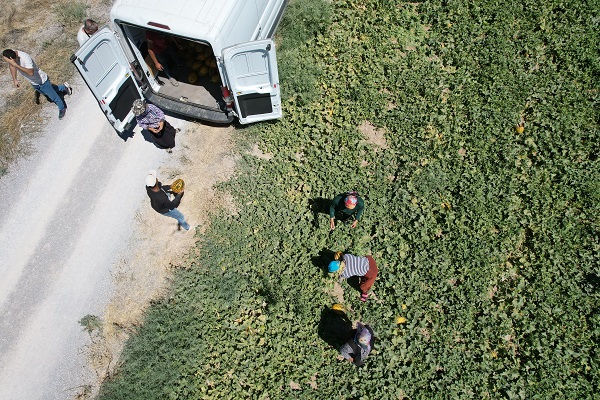 Foto - Konya Ovası'nda yetişiyor dünyaya gönderiliyor