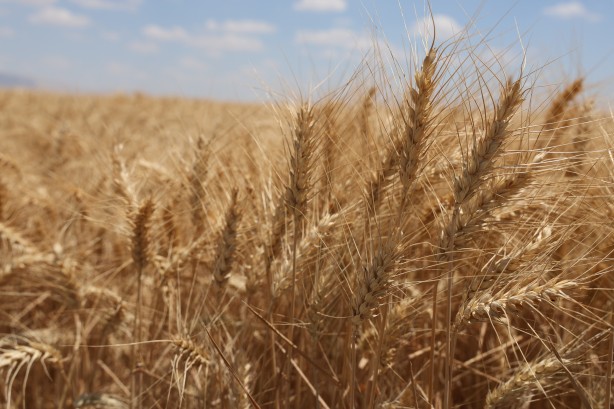 Foto - Konya'da buğday rekoltesinde düşüş