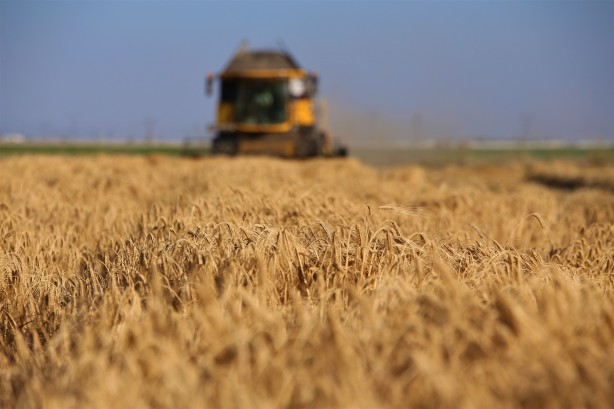 Foto - Konya'da buğday rekoltesinde düşüş