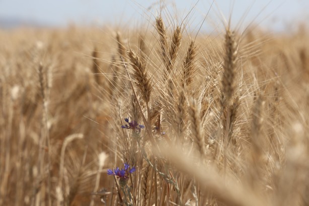 Foto - Konya'da hububat hasadında kuraklık alarmı