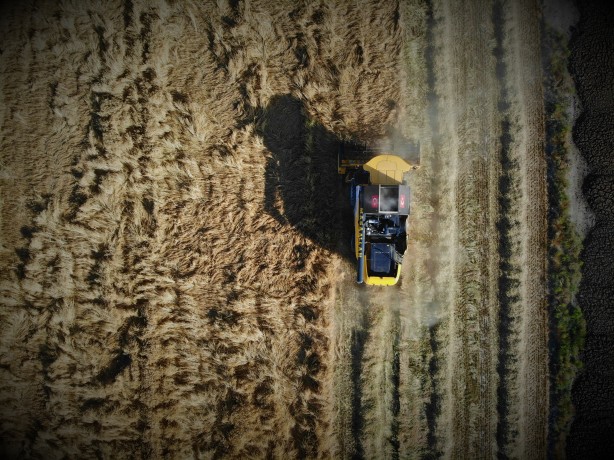 Konya'da hububat hasadında kuraklık alarmı