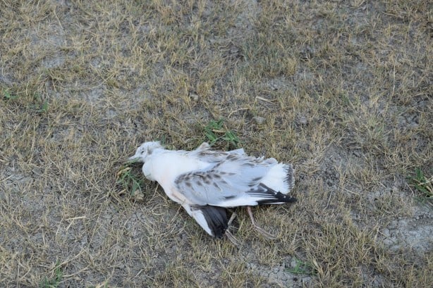 Foto - Konya'da tedirgin eden toplu ölüm