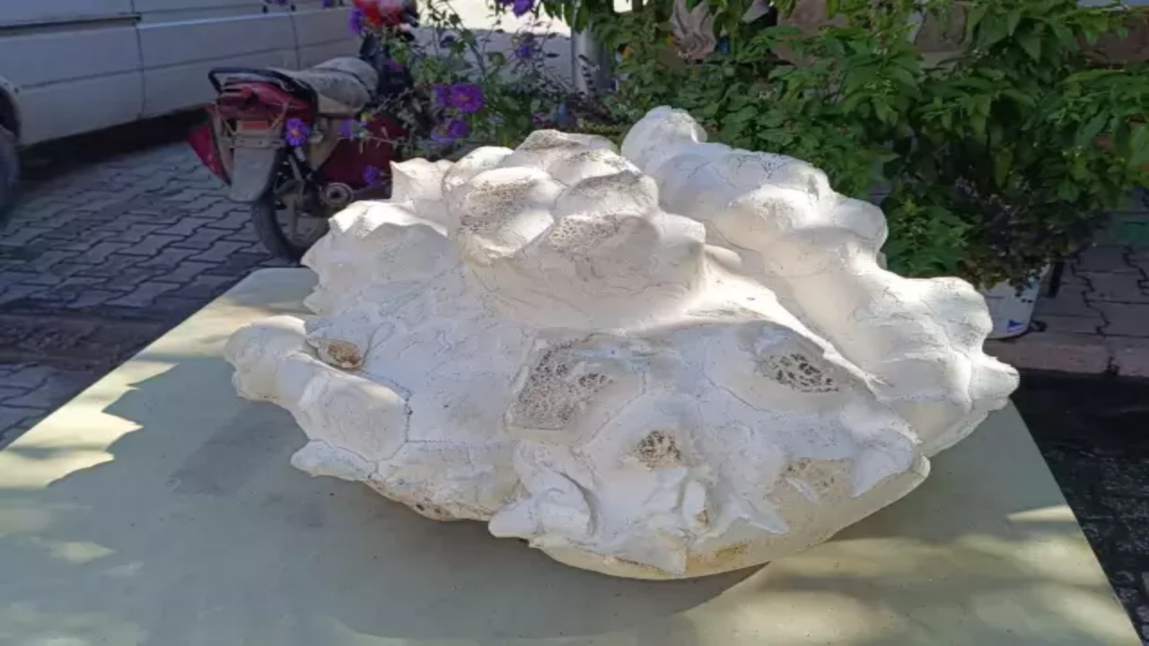 Foto - Konya’nın bir köyünde bulundu! İlk önce taş sandı, yaklaşınca donup kaldı