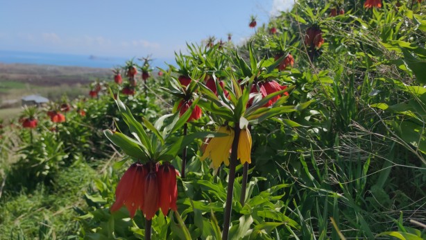 Foto - Koparanlar hayatının şokunu yaşayacak! Seyredene bedava, koparana rekor ceza!