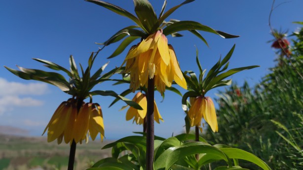 Koparanlar hayatının şokunu yaşayacak! Seyredene bedava, koparana rekor ceza!