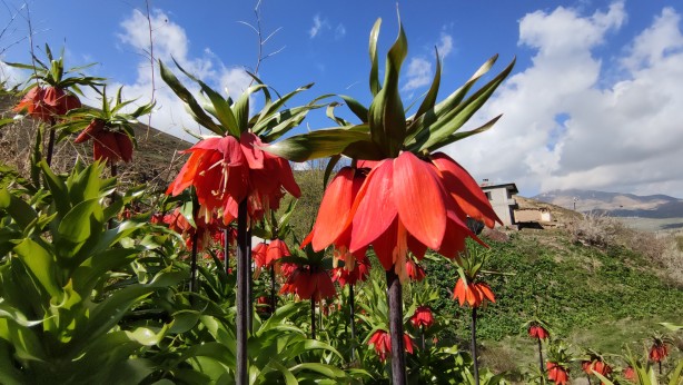 Foto - Koparanlar hayatının şokunu yaşayacak! Seyredene bedava, koparana rekor ceza!