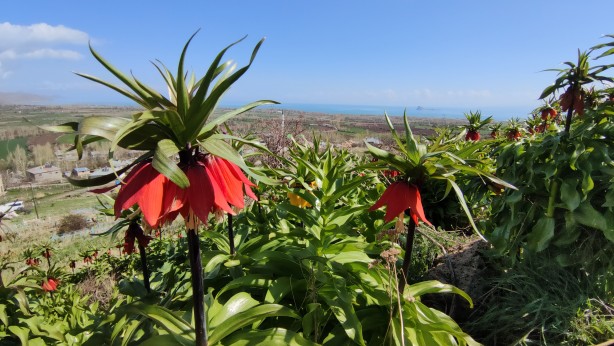 Foto - Koparanlar hayatının şokunu yaşayacak! Seyredene bedava, koparana rekor ceza!