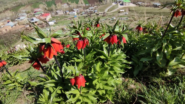 Foto - Koparanlar hayatının şokunu yaşayacak! Seyredene bedava, koparana rekor ceza!