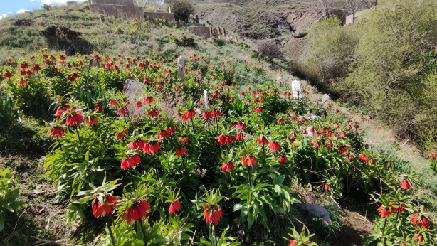 Foto - Koparanlar hayatının şokunu yaşayacak! Seyredene bedava, koparana rekor ceza!