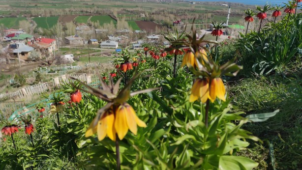 Foto - Koparanlar hayatının şokunu yaşayacak! Seyredene bedava, koparana rekor ceza!