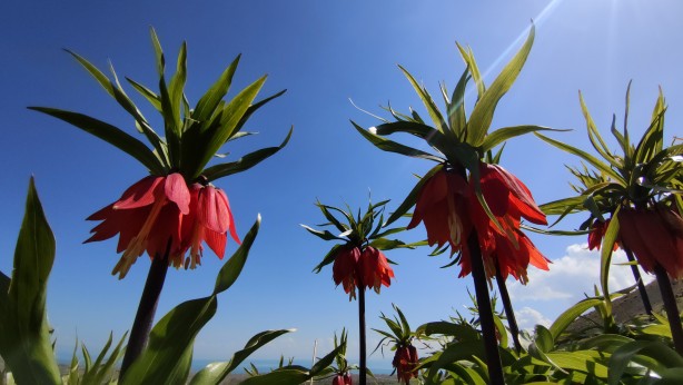 Foto - Koparanlar hayatının şokunu yaşayacak! Seyredene bedava, koparana rekor ceza!