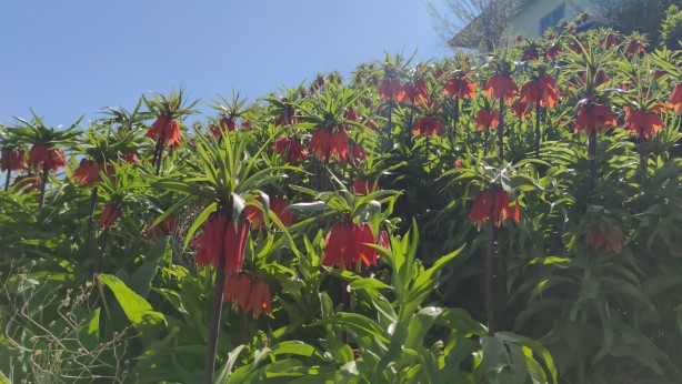 Foto - Koparanlar hayatının şokunu yaşayacak! Seyredene bedava, koparana rekor ceza!