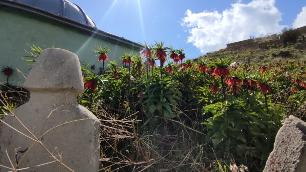 Foto - Koparanlar hayatının şokunu yaşayacak! Seyredene bedava, koparana rekor ceza!