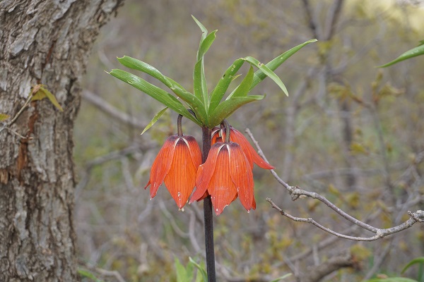 Foto - Koparılması yasak olan çiçek son günlerini yaşıyor