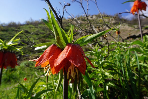 Foto - Koparılması yasak olan çiçek son günlerini yaşıyor