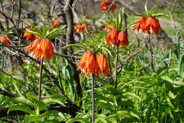 Foto - Koparılması yasak olan çiçek son günlerini yaşıyor