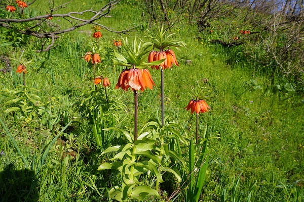 Foto - Koparılması yasak olan çiçek son günlerini yaşıyor