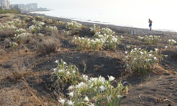 Foto - Koparmanın cezası 387 bin TL