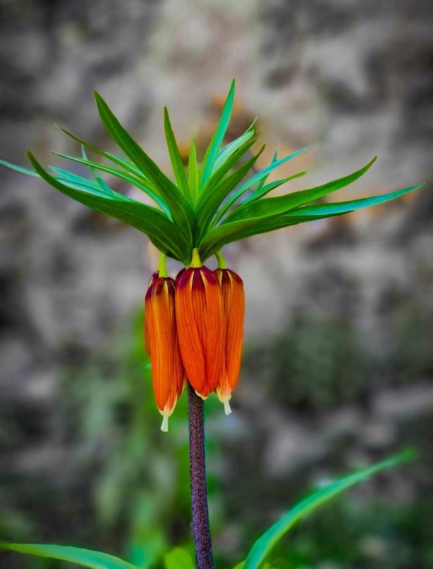 Foto - Koparmanın cezası 80 bin lira!