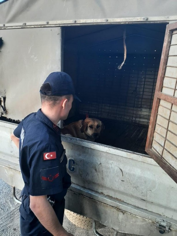Foto - Köpeği motosikletin arkasına bağlayan vicdansız sürücü yakalandı