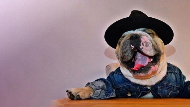 Foto - Köpeği ona para kazandırıyor! Bakın nasıl...