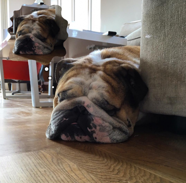 Foto - Köpeği ona para kazandırıyor! Bakın nasıl...