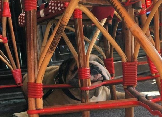 Foto - Köpeği ona para kazandırıyor! Bakın nasıl...