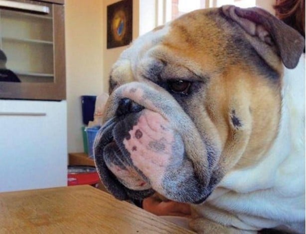 Foto - Köpeği ona para kazandırıyor! Bakın nasıl...