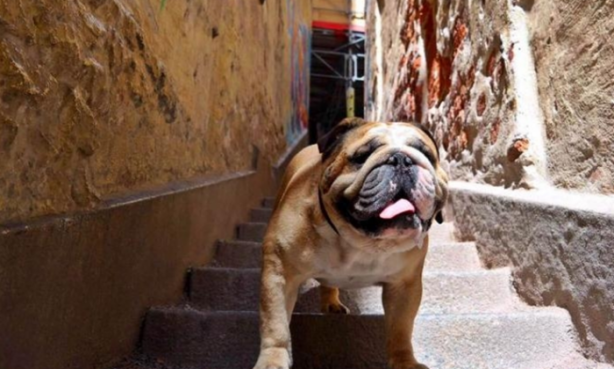 Foto - Köpeği ona para kazandırıyor! Bakın nasıl...