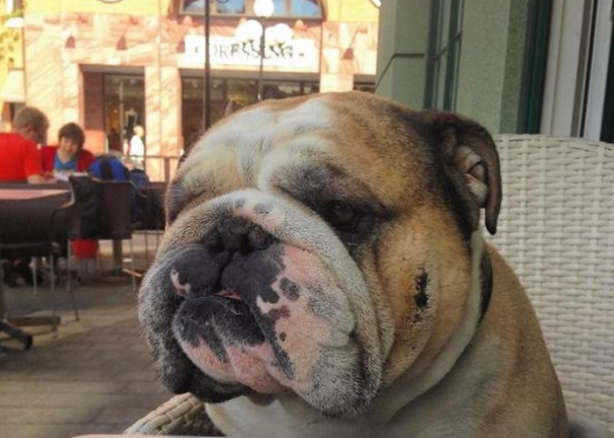 Foto - Köpeği ona para kazandırıyor! Bakın nasıl...