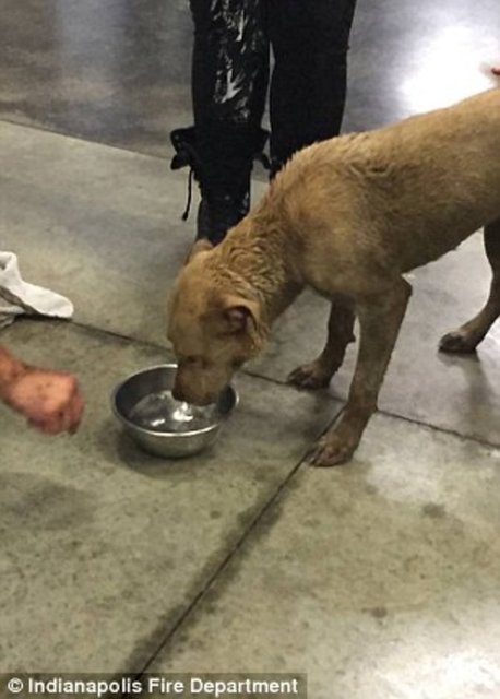 Foto - Köpeğin kafası araba tekerine sıkıştı!