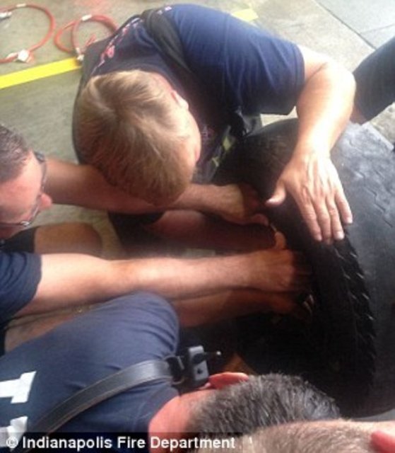 Foto - Köpeğin kafası araba tekerine sıkıştı!