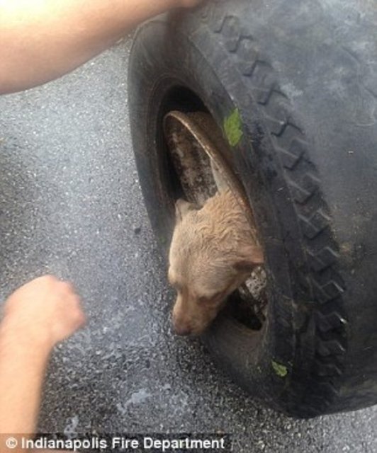 Foto - Köpeğin kafası araba tekerine sıkıştı!