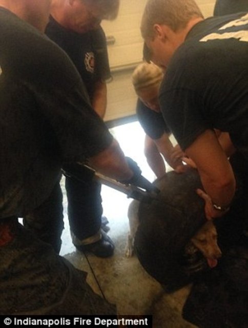 Foto - Köpeğin kafası araba tekerine sıkıştı!