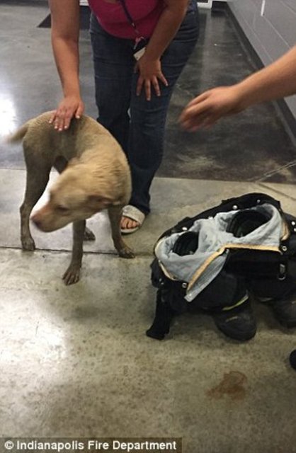 Foto - Köpeğin kafası araba tekerine sıkıştı!