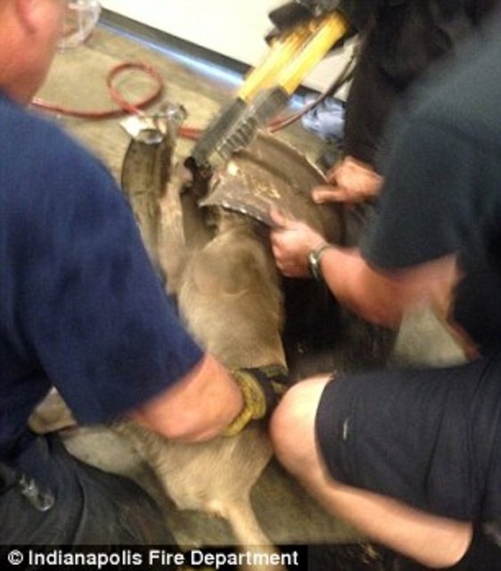 Foto - Köpeğin kafası araba tekerine sıkıştı!