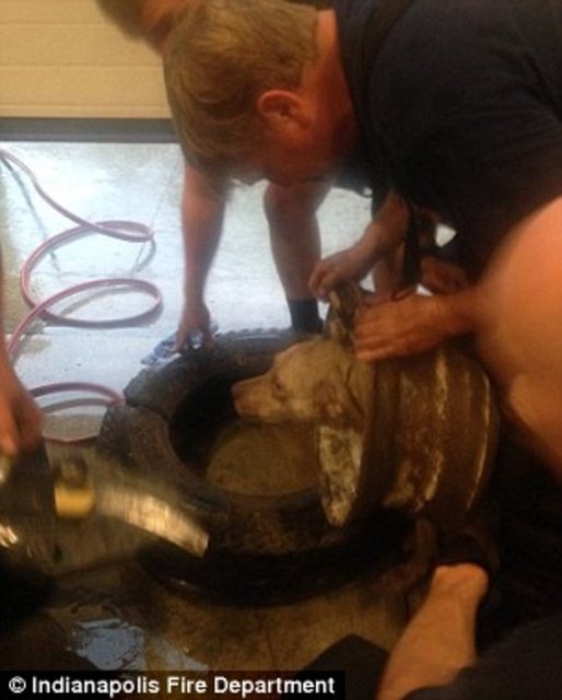 Foto - Köpeğin kafası araba tekerine sıkıştı!