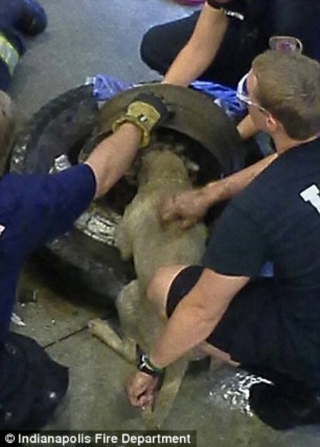 Foto - Köpeğin kafası araba tekerine sıkıştı!