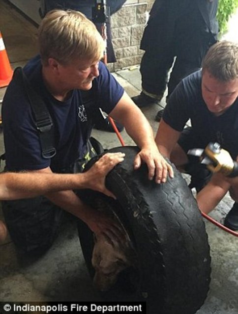 Foto - Köpeğin kafası araba tekerine sıkıştı!