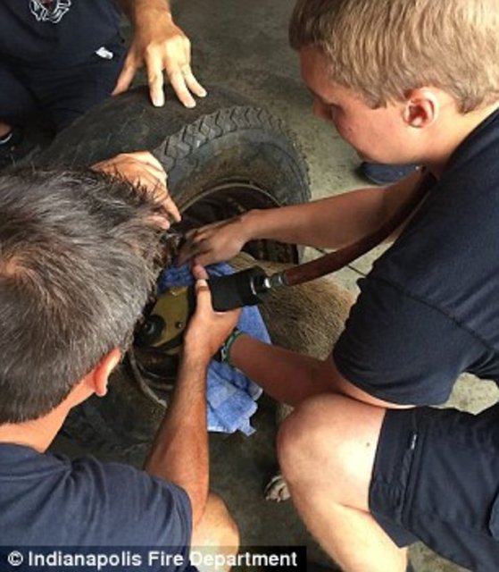 Foto - Köpeğin kafası araba tekerine sıkıştı!
