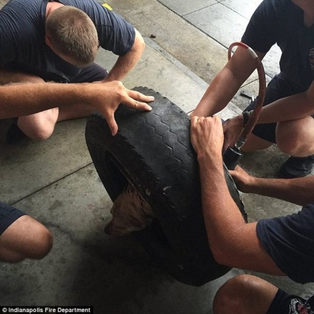 Foto - Köpeğin kafası araba tekerine sıkıştı!