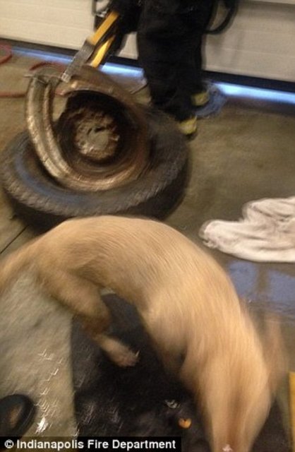 Foto - Köpeğin kafası araba tekerine sıkıştı!