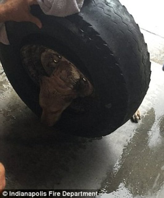 Foto - Köpeğin kafası araba tekerine sıkıştı!