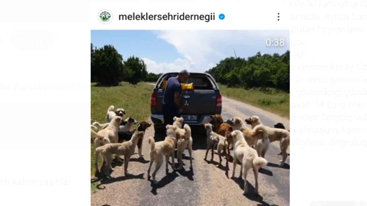 Köpek bağışları nereye gidiyor, merak ediyor musunuz? Melekler Şehri’nde şeytani vurgun