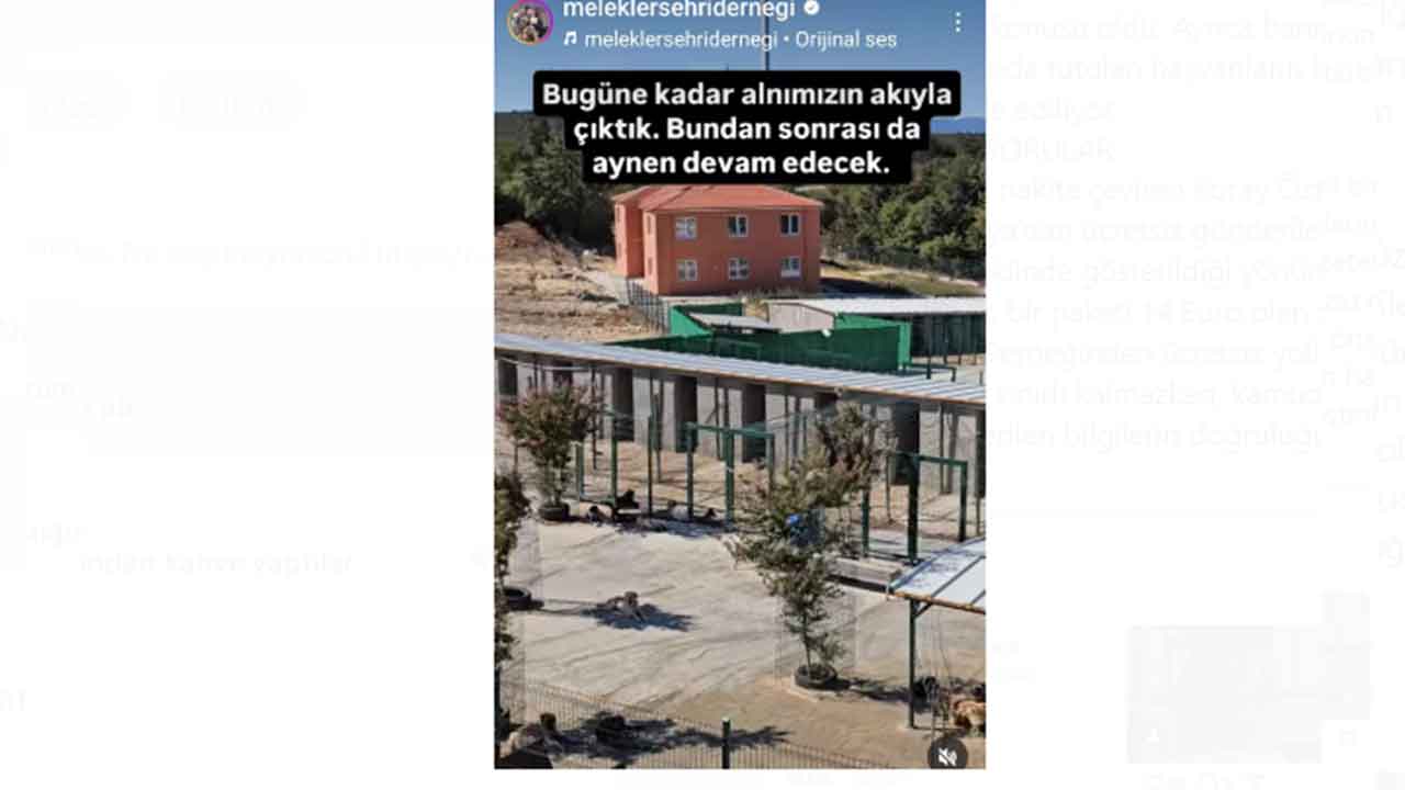Foto - Köpek bağışları nereye gidiyor, merak ediyor musunuz? Melekler Şehri’nde şeytani vurgun