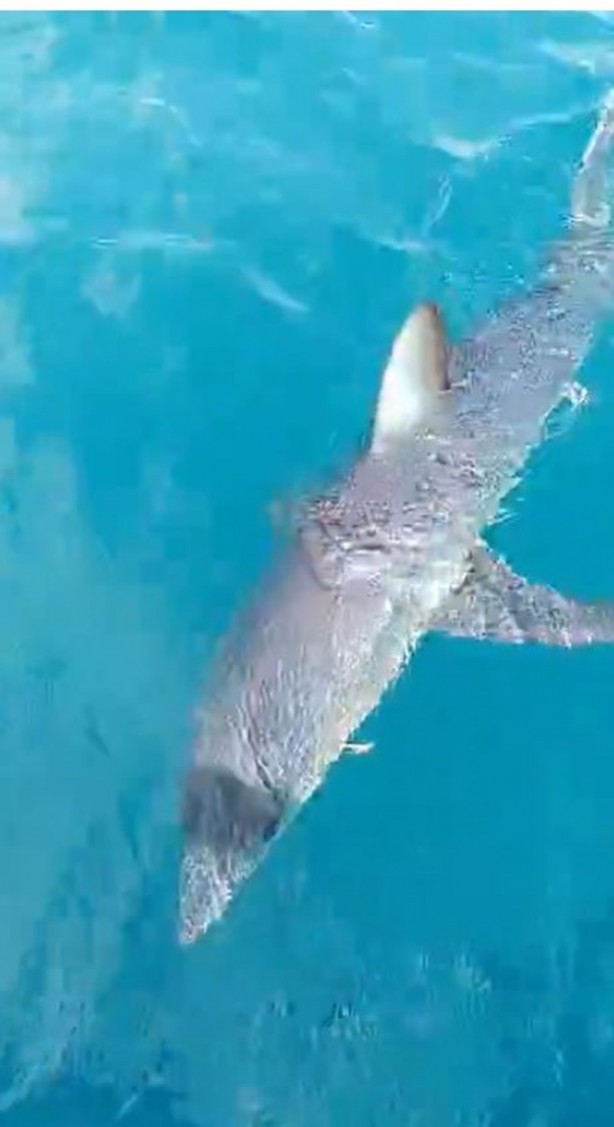 Foto - Köpek balığı, balıkçıları şoka soktu! 'Hoşt' diyerek tepki gösterdi: Ayaklarımı suya sokarken geldi