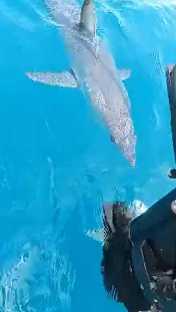 Foto - Köpek balığı, balıkçıları şoka soktu! 'Hoşt' diyerek tepki gösterdi: Ayaklarımı suya sokarken geldi