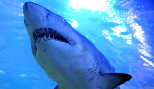 Foto - Köpek balığı balıkçıya saldırdı! Balıkçının arkadaşları köpek balığını böyle öldüresiye dövdü