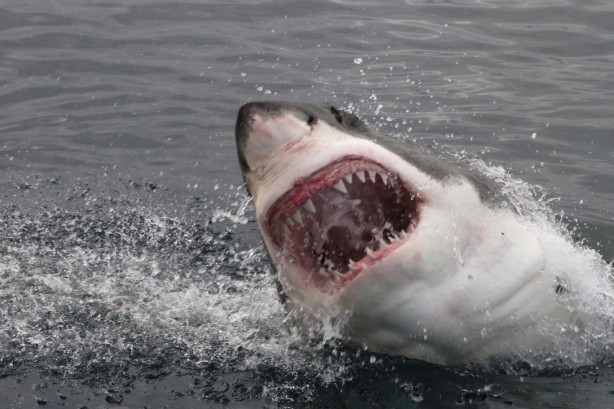 Foto - Köpek balığı, denizde sörf yapan kadını kocasının gözü önünde böyle parçaladı! Oracıkta can verdi
